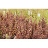 Berberys Thunberga 'Summer Chocolate' | Berberis thunbergii
