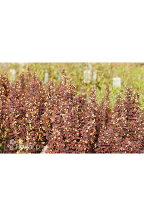 Berberys Thunberga 'Summer Chocolate' | Berberis thunbergii