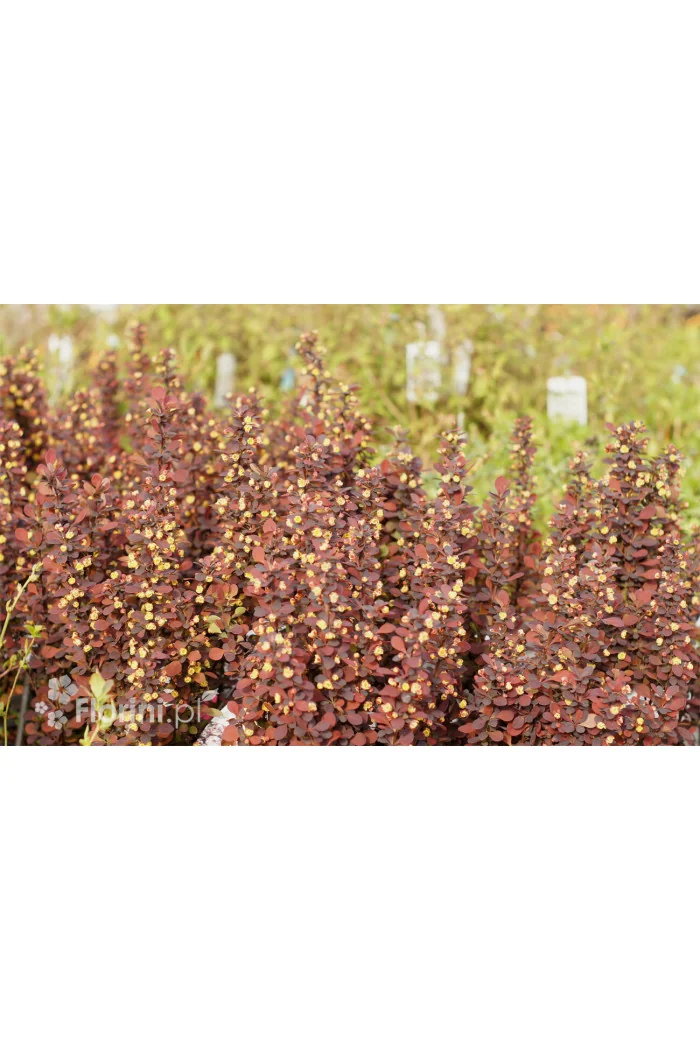 Berberys Thunberga 'Summer Chocolate' | Berberis thunbergii