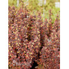 Berberys Thunberga 'Summer Chocolate' | Berberis thunbergii