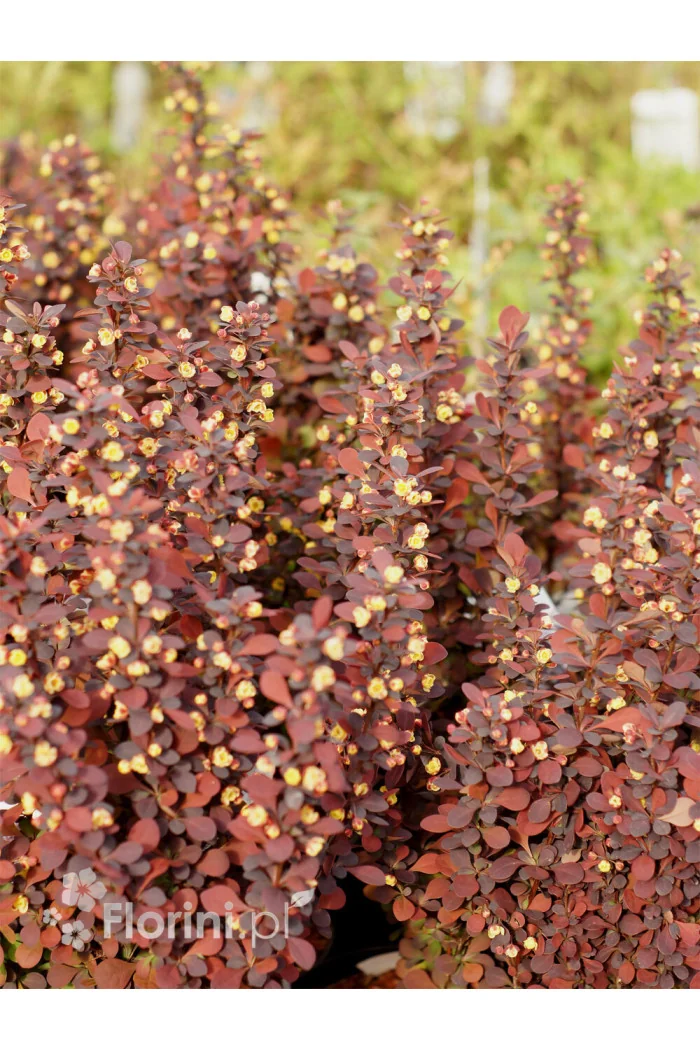 Berberys Thunberga 'Summer Chocolate' | Berberis thunbergii