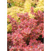 Berberys Thunberga 'Ruby Star' | Berberis thunbergii