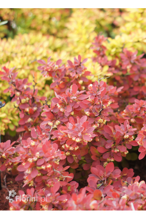 Berberys Thunberga 'Ruby Star' | Berberis thunbergii
