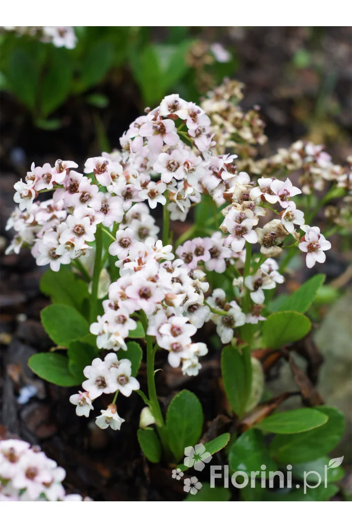Bergenia 'Dragonfly Angel Kiss' | Bergenia