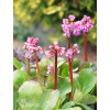 Bergenia sercolistna 'Rotblum' | Bergenia cordifolia