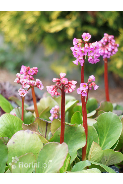 Bergenia sercolistna 'Rotblum' | Bergenia cordifolia