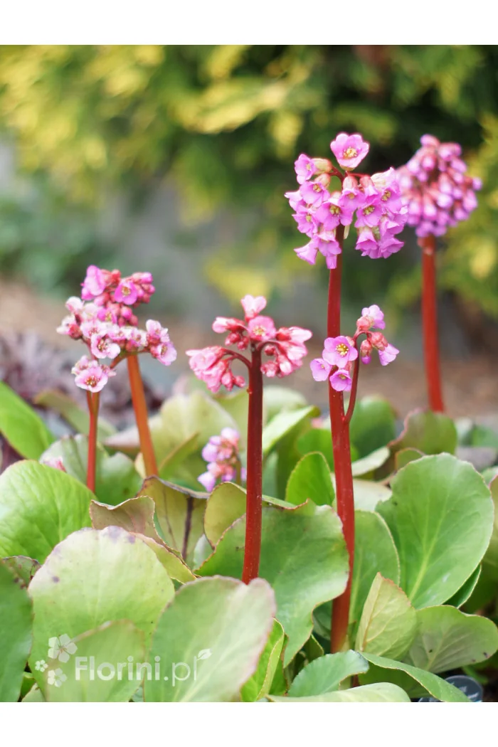 Bergenia sercolistna 'Rotblum' | Bergenia cordifolia
