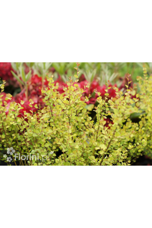 Brzoza karłowata 'Golden Treasure'| Betula nana