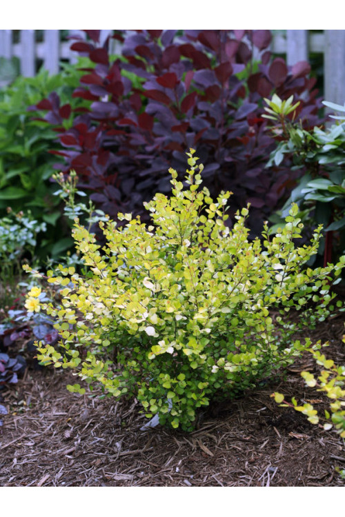 Brzoza karłowata 'Golden Treasure'| Betula nana