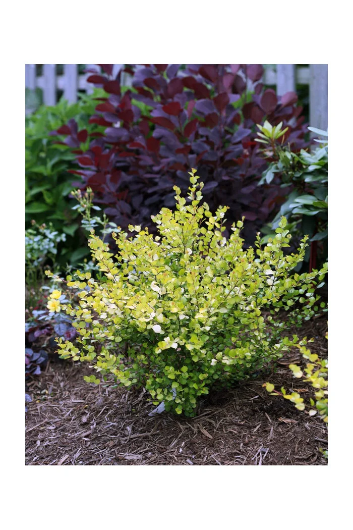 Brzoza karłowata 'Golden Treasure'| Betula nana