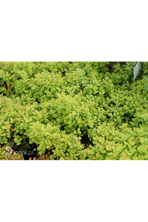 Tawuła brzozolistna 'Tor Gold' | Spiraea betulifolia