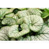 Brunnera 'Sea Heart' | Brunnera