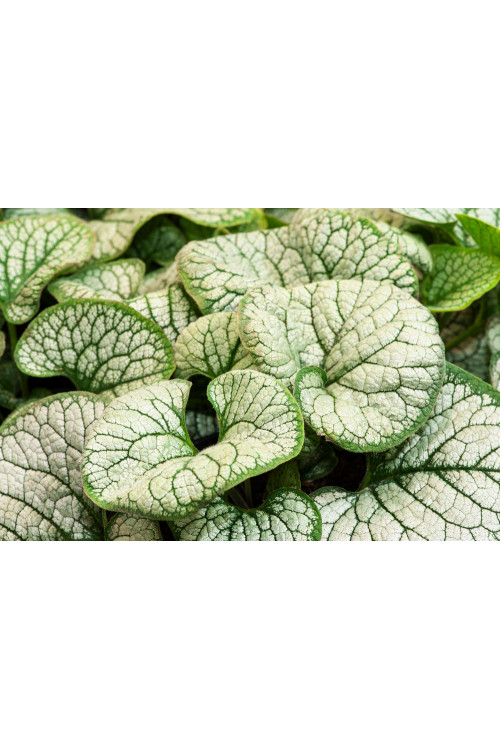 Brunnera 'Sea Heart' | Brunnera