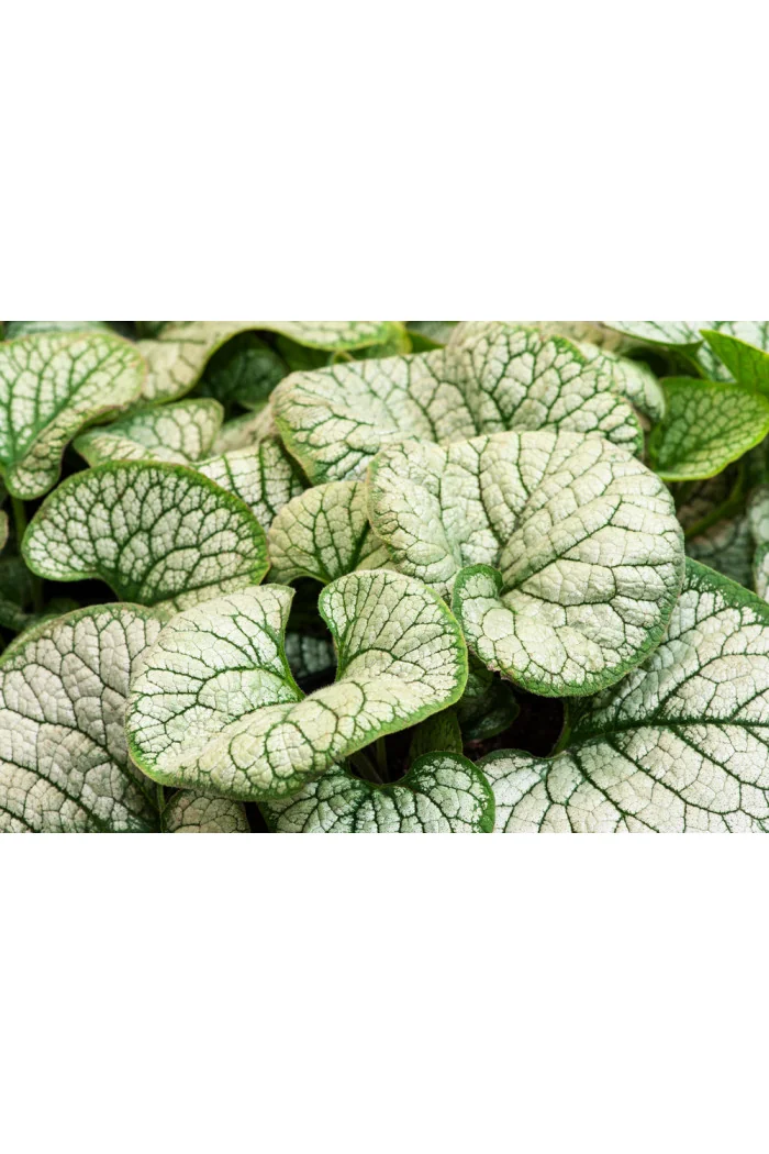 Brunnera 'Sea Heart' | Brunnera