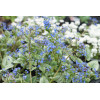 Brunnera 'Sea Heart' | Brunnera