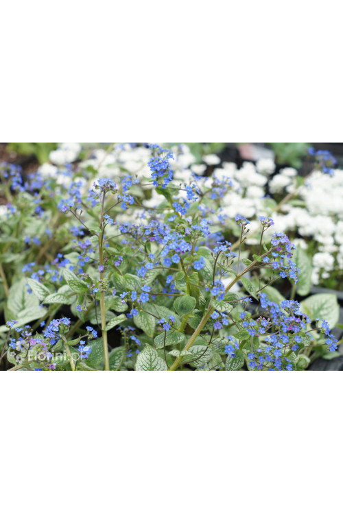 Brunnera 'Sea Heart' | Brunnera