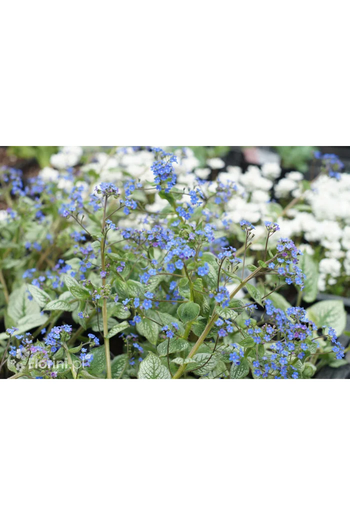 Brunnera 'Sea Heart' | Brunnera
