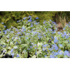 Brunnera 'Sea Heart' | Brunnera