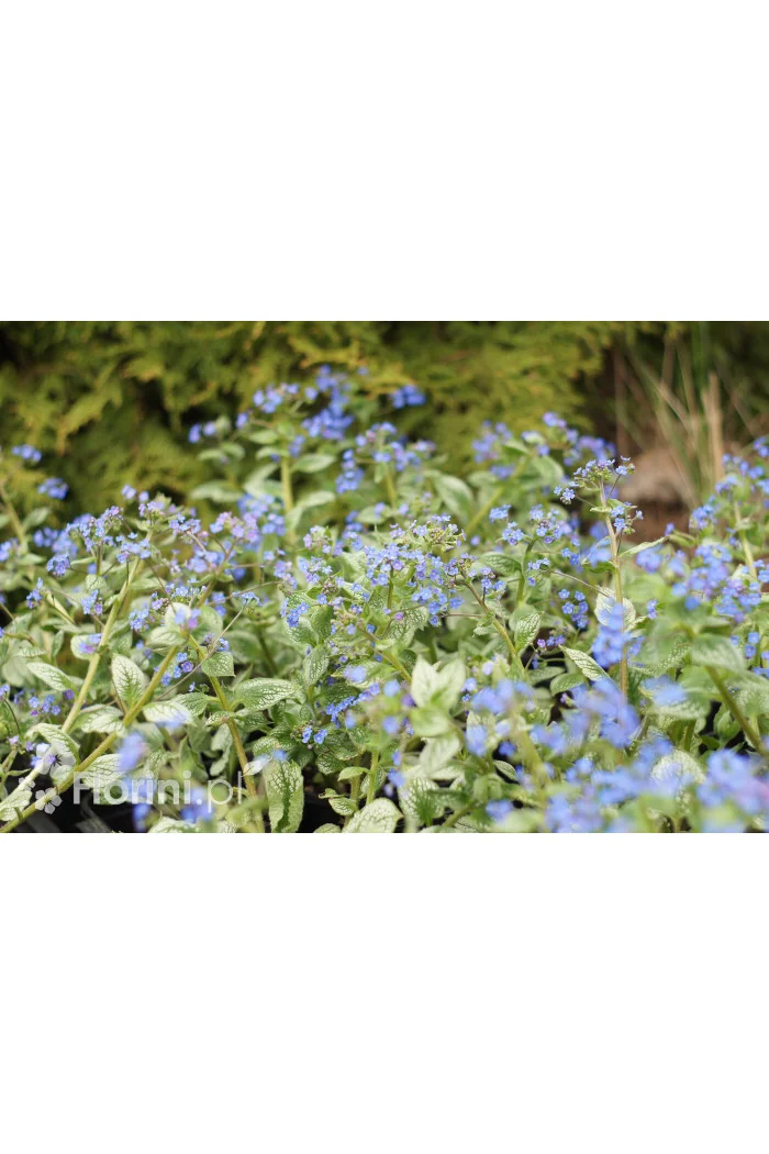Brunnera 'Sea Heart' | Brunnera
