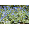 Brunnera 'Sea Heart' | Brunnera