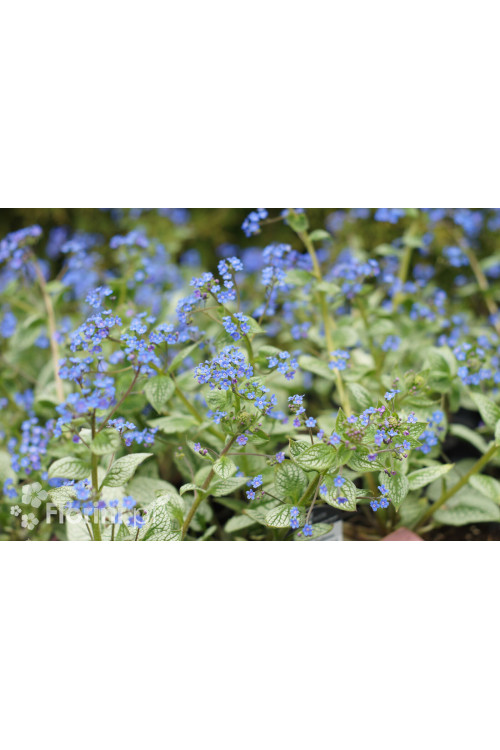 Brunnera 'Sea Heart' | Brunnera