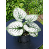 Brunnera 'Silver Heart' | Brunnera
