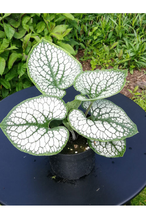 Brunnera 'Silver Heart' | Brunnera