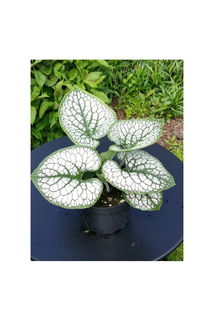 Brunnera 'Silver Heart' | Brunnera