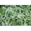 Brunnera 'Silver Heart' | Brunnera