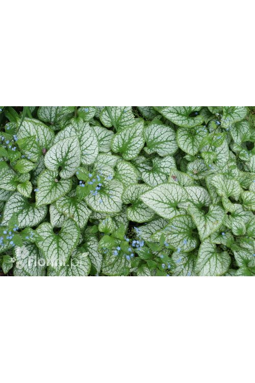 Brunnera 'Silver Heart' | Brunnera