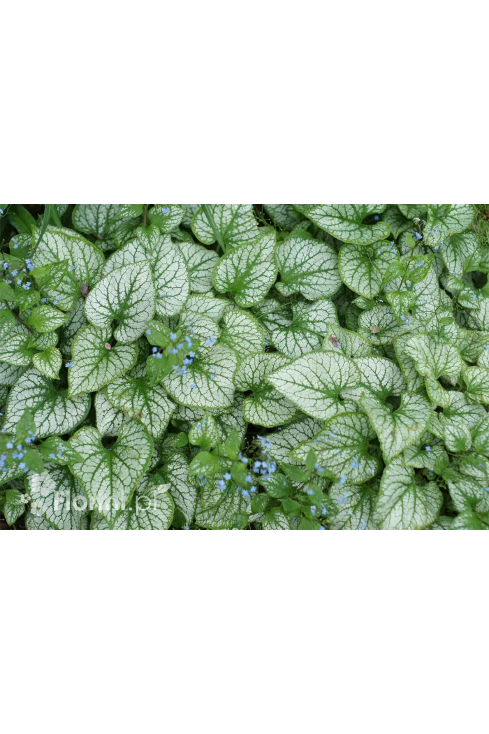 Brunnera 'Silver Heart' | Brunnera