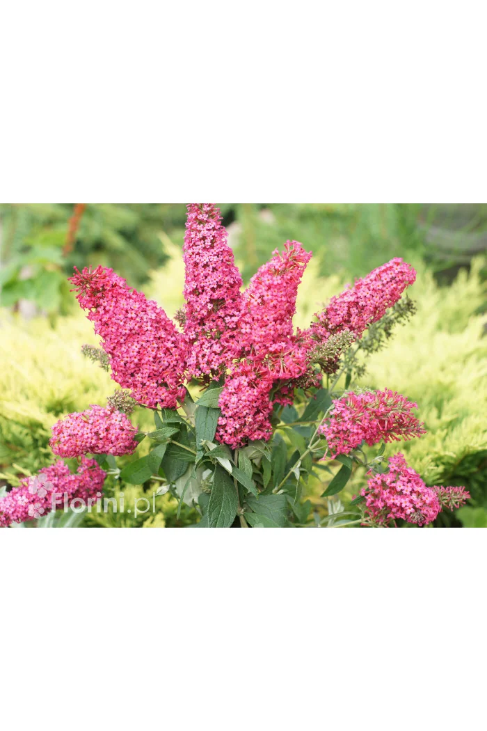 budleja, budleja, motyli krzew