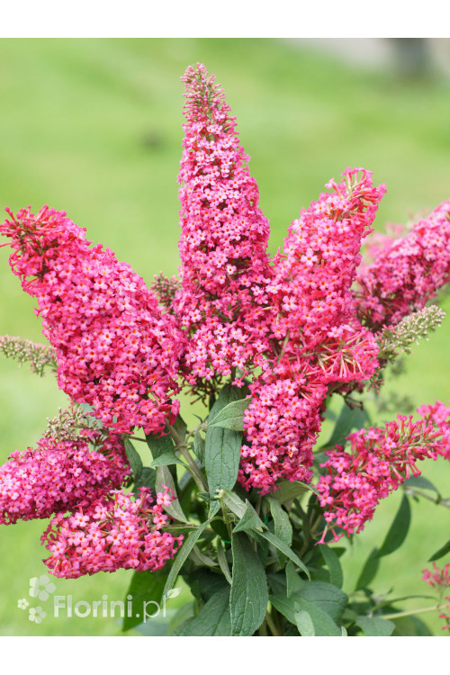 budleja, budleja, motyli krzew