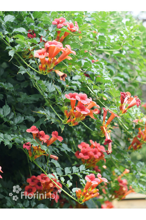 Milin amerykański 'Florida' | Campsis radicans