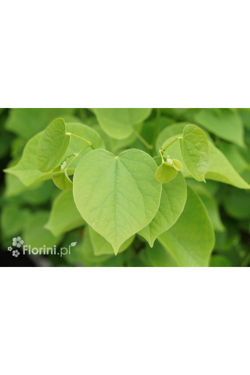 Judaszowiec południowy Cercis siliquastrum