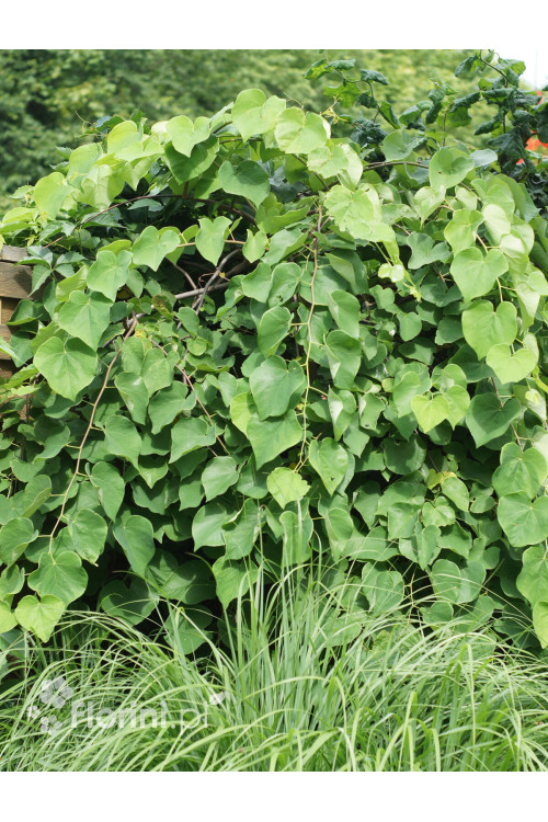 Judaszowiec południowy Cercis siliquastrum