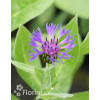 Chaber górski Centaurea montana