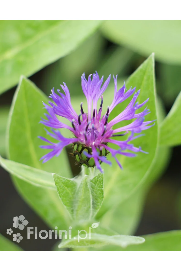 Chaber górski Centaurea montana