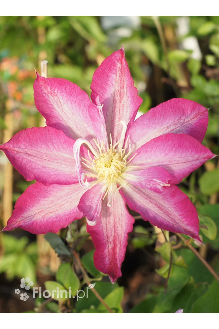 Powojnik 'Asao' | Clematis