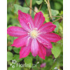 Powojnik 'Asao' | Clematis