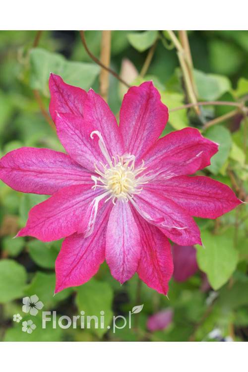Powojnik 'Asao' | Clematis