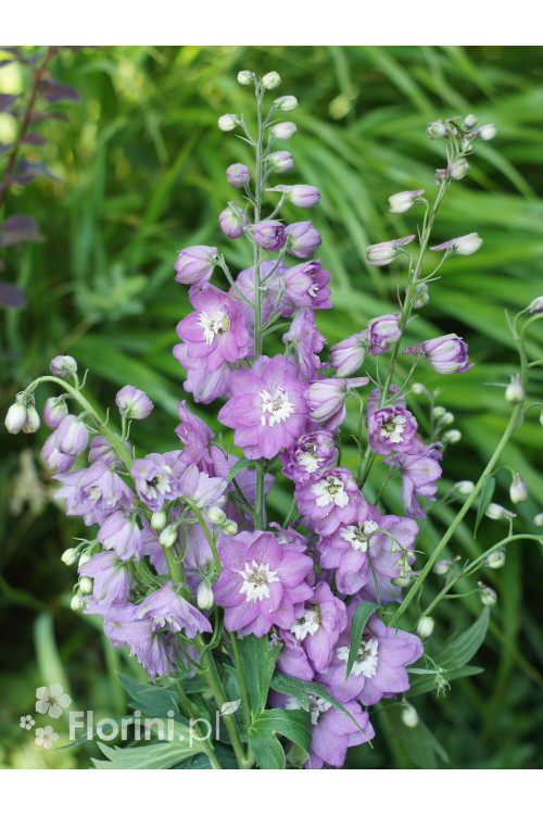 Ostróżka 'Magic Fountains Deep Rose White Bee' | Delphinium elatum