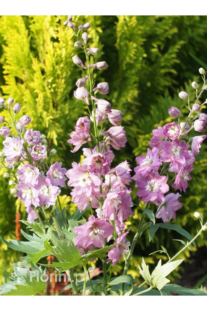 Ostróżka 'Magic Fountains Deep Rose White Bee' | Delphinium elatum