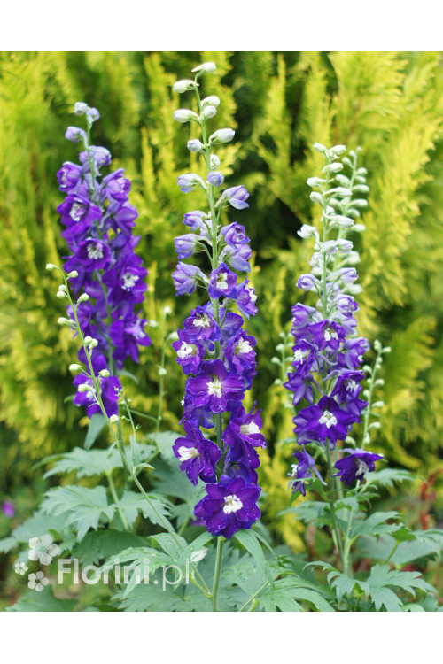 Ostróżka ogrodowa 'Dark Blue White Bee' | Delphinium