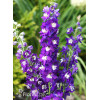Ostróżka ogrodowa 'Dark Blue White Bee' | Delphinium