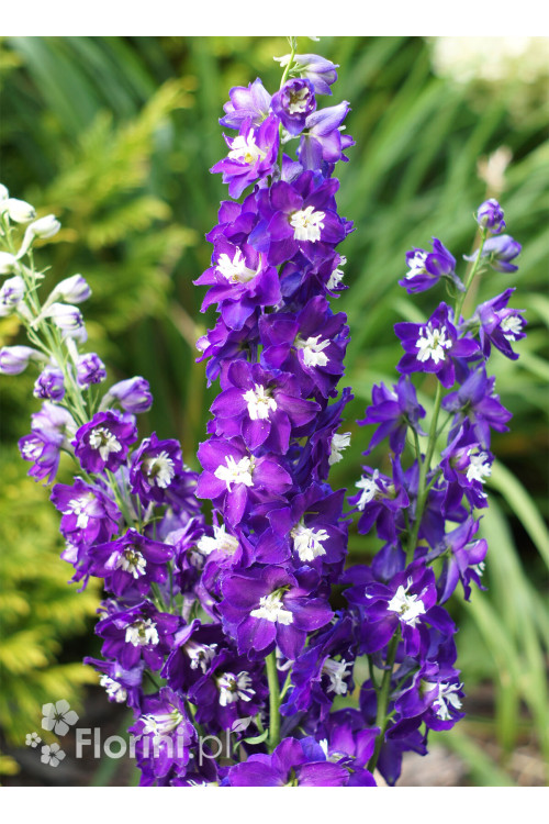 Ostróżka ogrodowa 'Dark Blue White Bee' | Delphinium