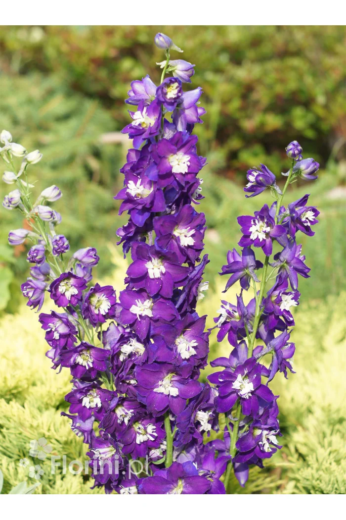 Ostróżka ogrodowa 'Dark Blue White Bee' | Delphinium