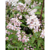 Żylistek mieszańcowy 'Mont Rose' | Deutzia hybrida
