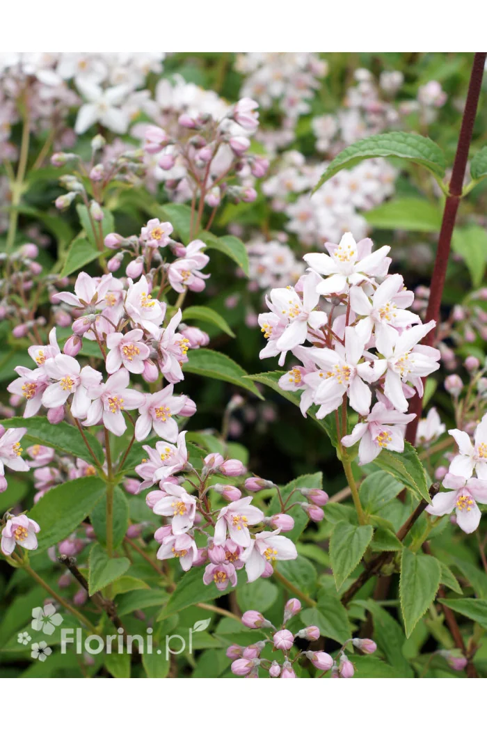 Żylistek mieszańcowy 'Mont Rose' | Deutzia hybrida