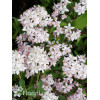 Żylistek mieszańcowy 'Mont Rose' | Deutzia hybrida